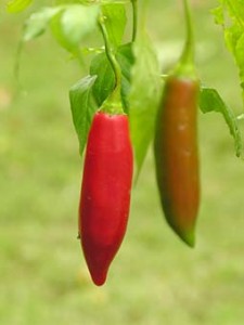aji
